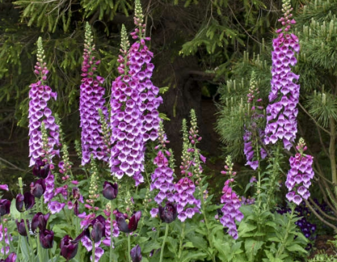 Náprstník Dalmatian Purple