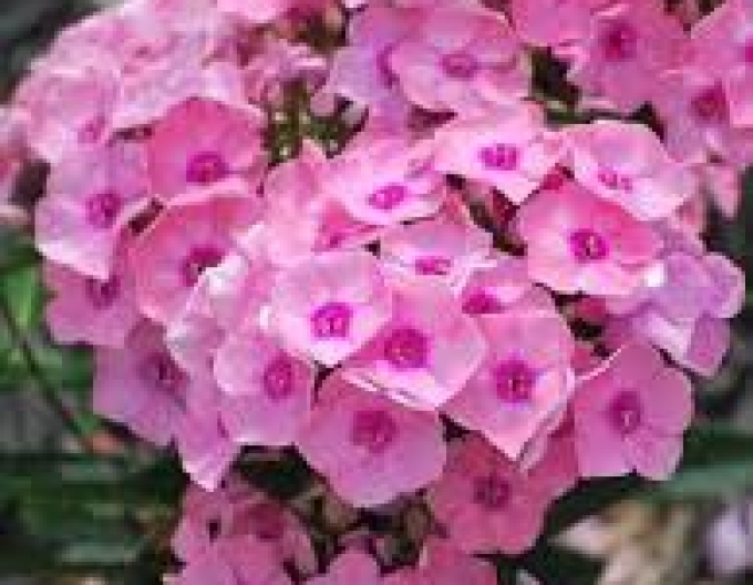 Flox Sweet Summer Queen