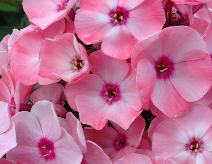 Flox Sweet Summer Queen