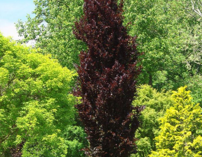 Buk ´Dawyck Purple´