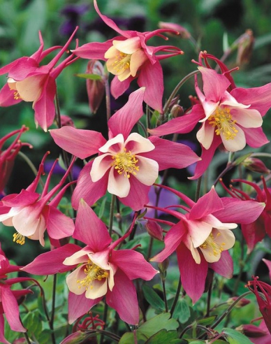 Orlíček ´Rose White´