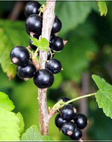 Černý rybíz ´Ojebyn´ na kmínku, prostok.