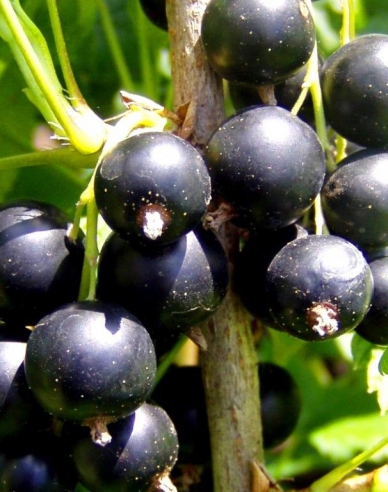 Černý rybíz ´Ojebyn´ na kmínku, prostok.