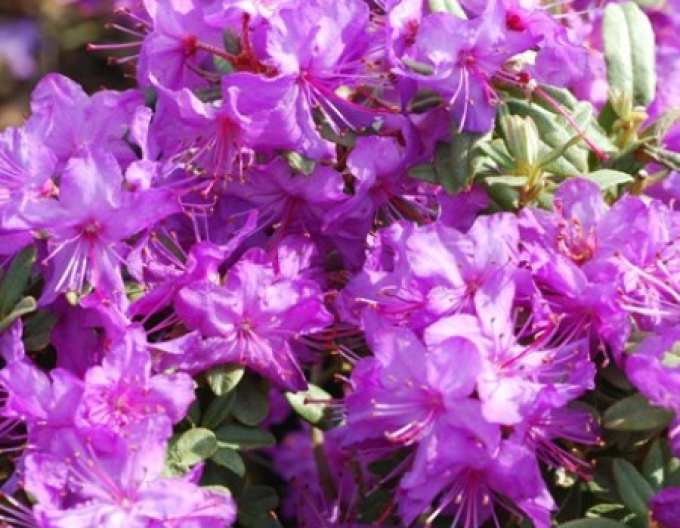 Rhododendron Blue Silver