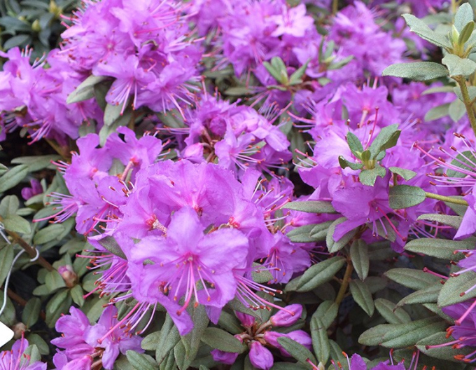 Rhododendron Blue Silver