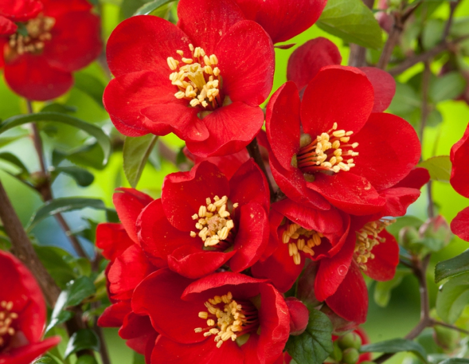 Duloveda (Chaenomeles x superba)