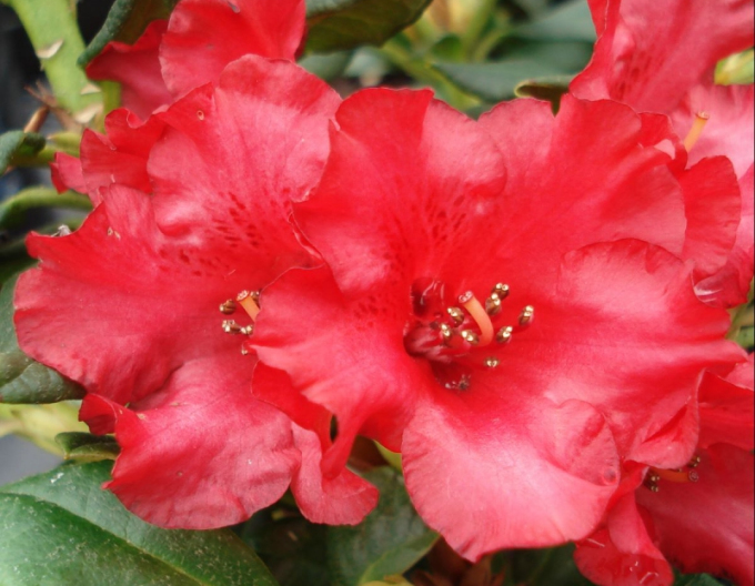 Rhododendron Baden Baden