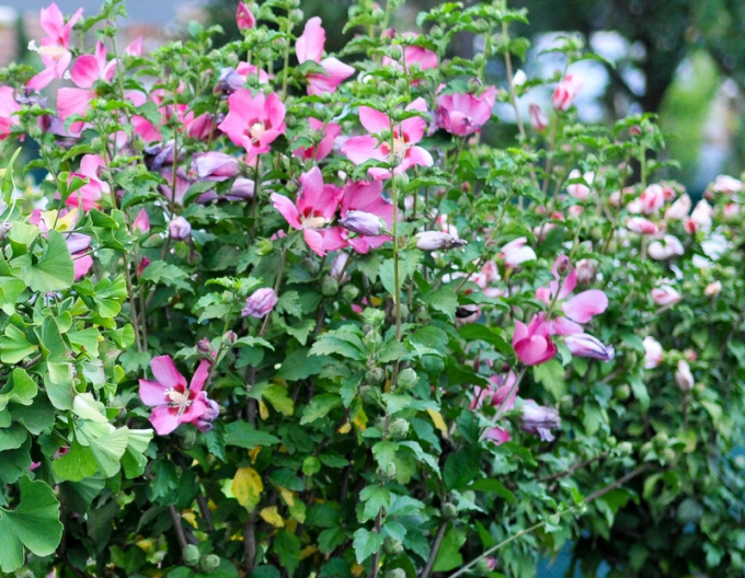 Ibišek syrský (Hibiscus syriacus)