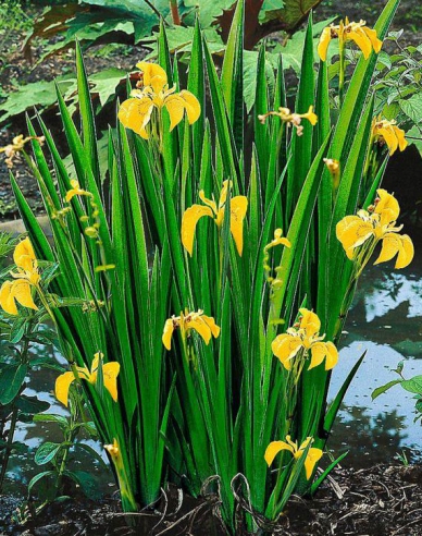 Kosatec žlutý ´Variegata´