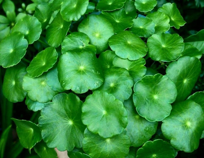 Mlok vodní (Eurasian watermilfoil)