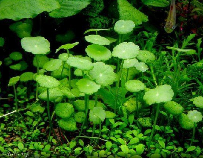 Mlok vodní (Eurasian watermilfoil)