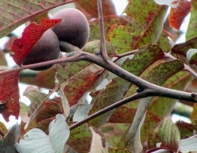 Ořešák královský Purpurea