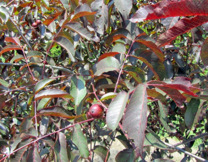 Ořešák královský Purpurea