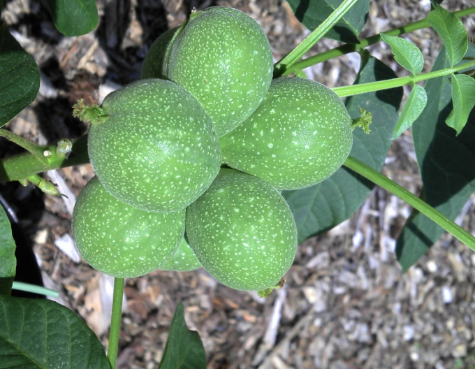 Ořech ´Mini Multiflora´