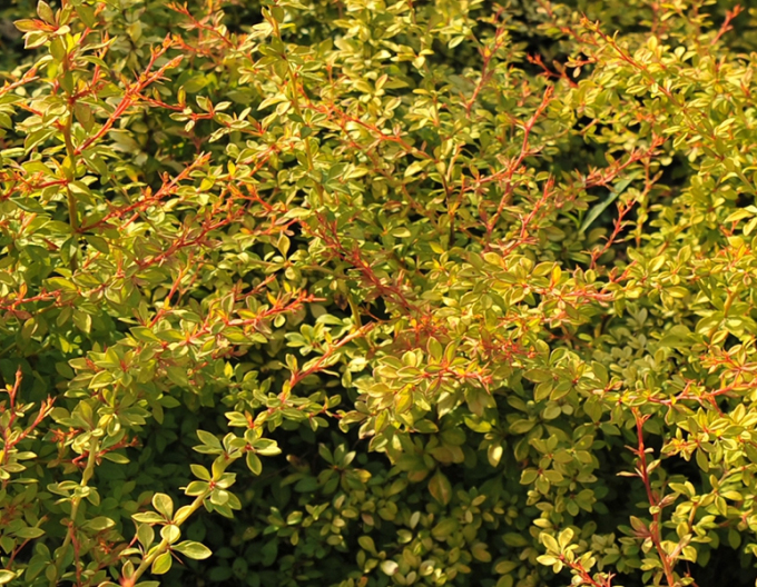 Dřišťál Thunbergův "Golden Dream"