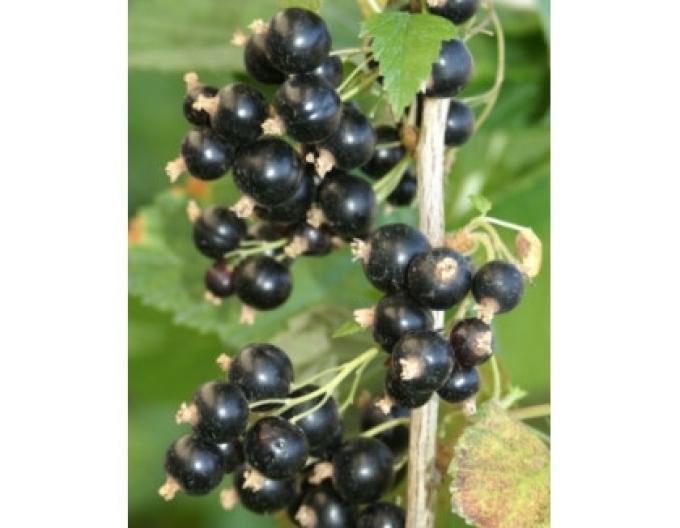 Černý rybíz ´Eva´ KER 5l
