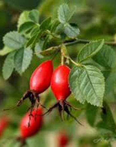 Růže plodová (šipková)