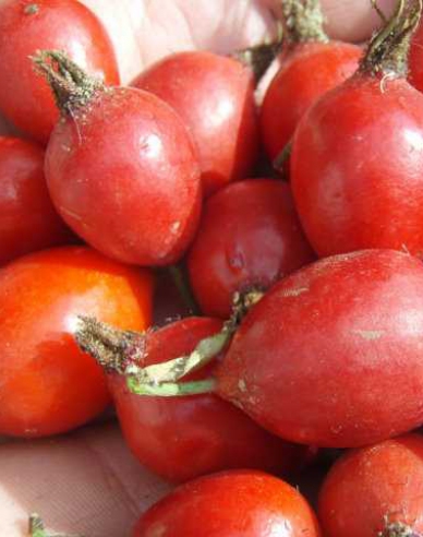 Růže plodová (šipková)