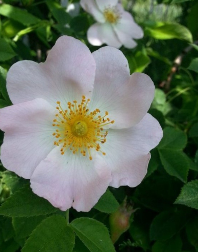 Růže plodová (šipková)