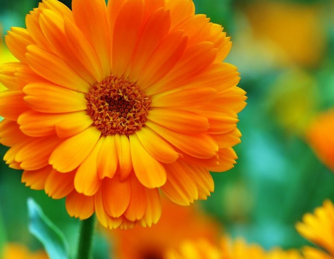 Calendula officinalis