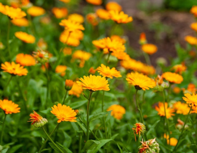 Calendula officinalis