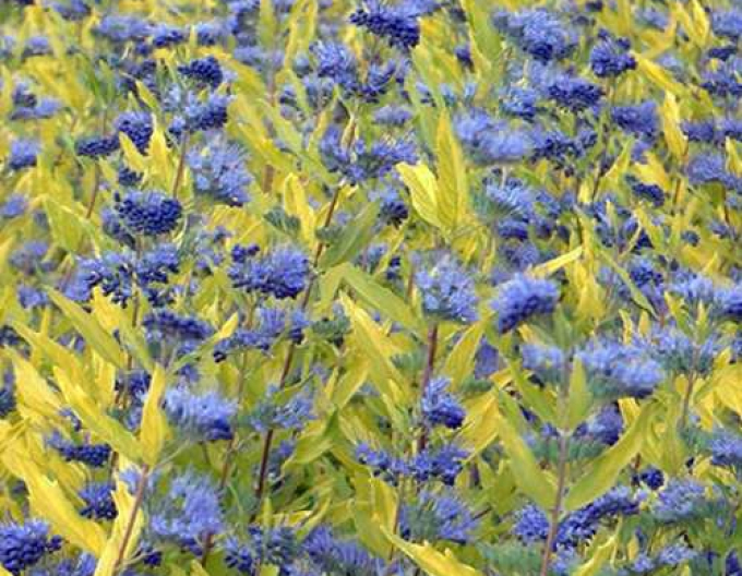 Hogweed ´Worchester Gold´