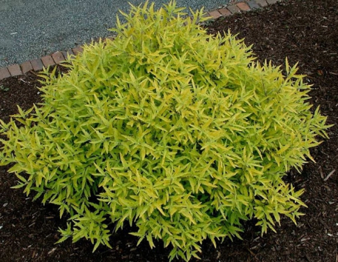 Hogweed ´Worchester Gold´