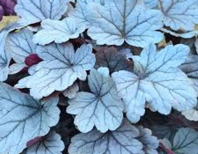 Heuchera ´Silver Gumdrop´