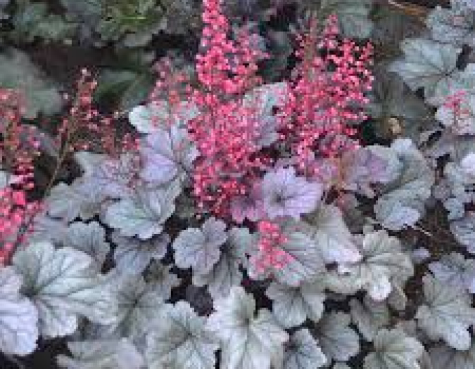 Heuchera ´Silver Gumdrop´