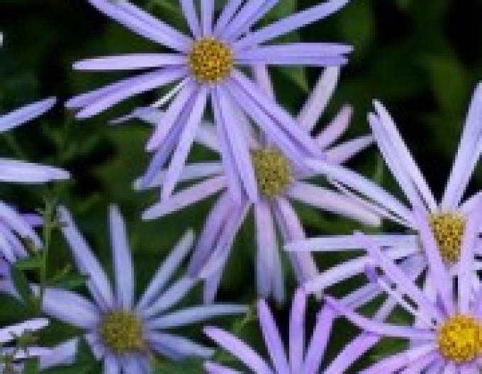 Astra ´Nanus ´