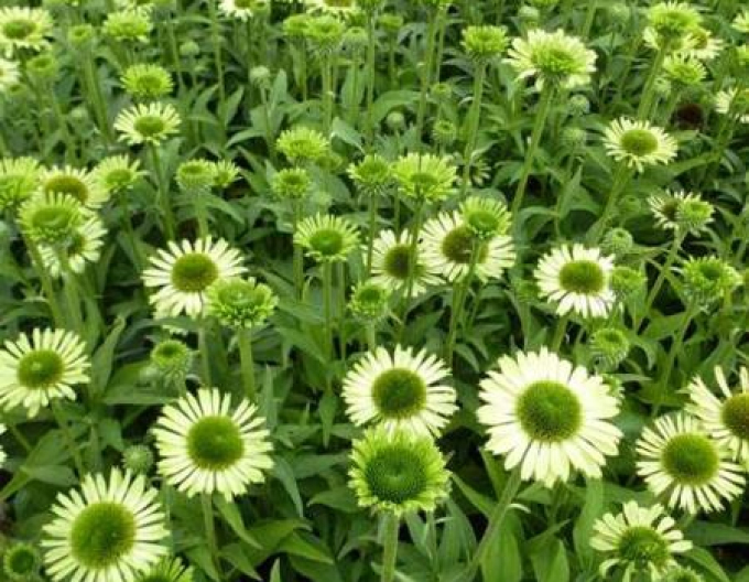 Echinacea ´Green Jewel´