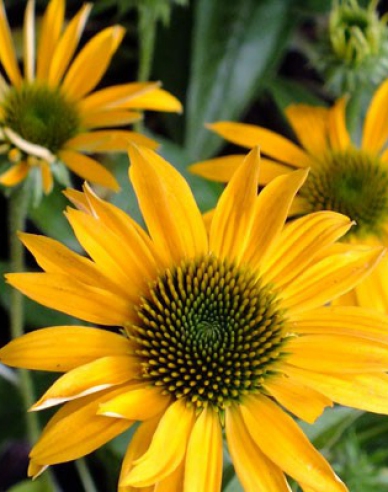 Echinacea ´Mellow Yellows´