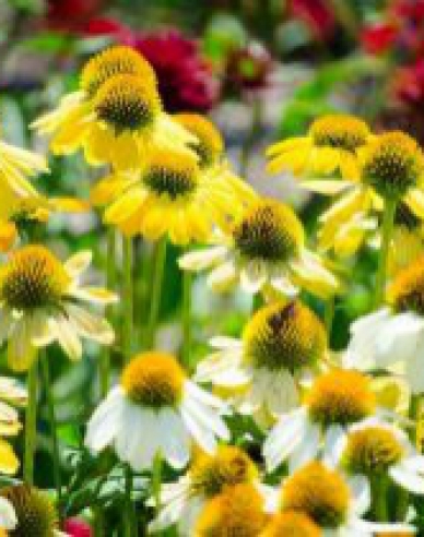 Echinacea ´Mellow Yellows´