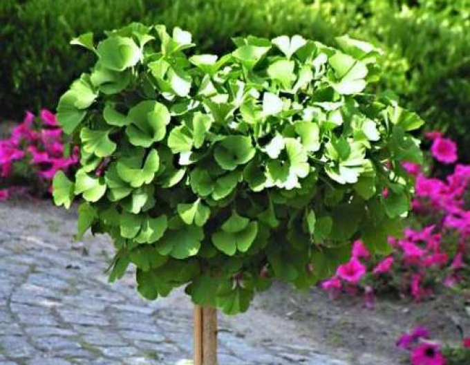 Ginkgo biloba Globosa