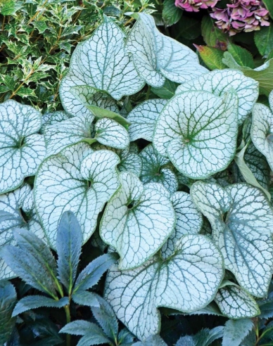 Brunnera ´Silver Heart´