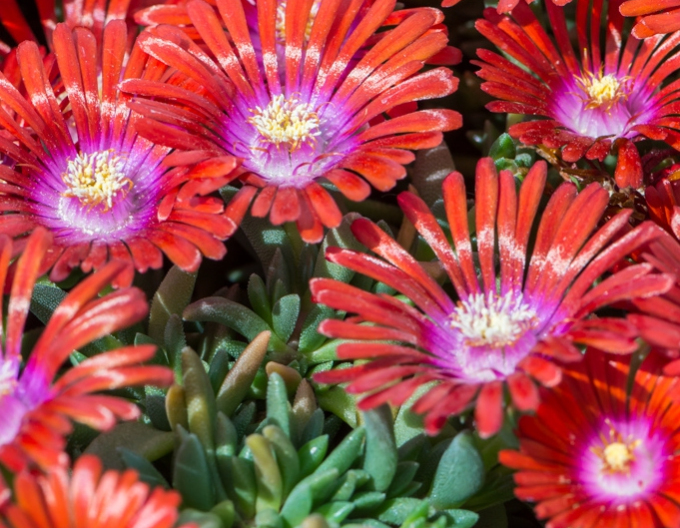 Delosperma Sundella Red
