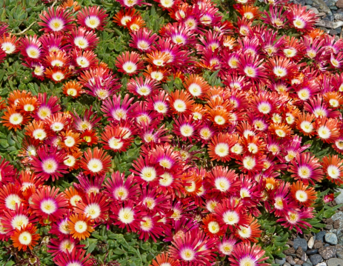 Delosperma Sundella Red