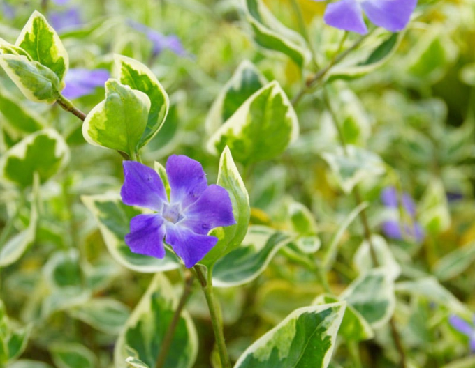 Barvínek větší ’Variegata’