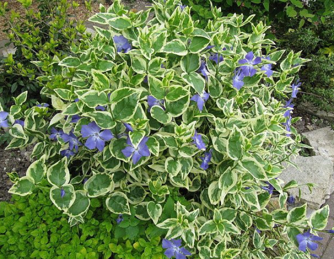 Barvínek větší ’Variegata’