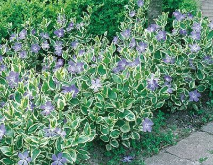 Barvínek větší ’Variegata’