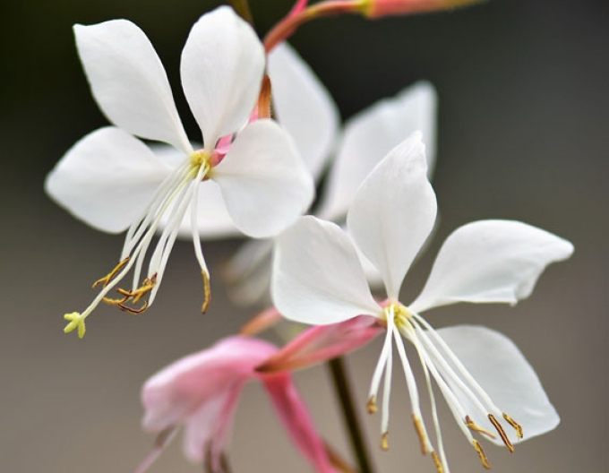 Gaura Graceful White