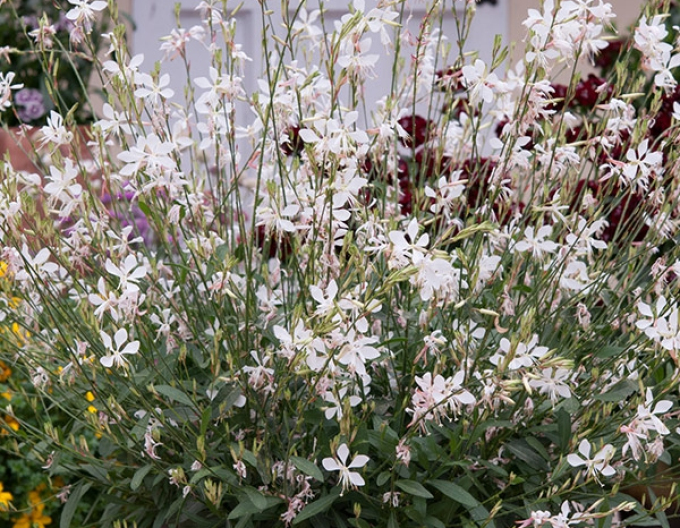 Gaura Graceful White