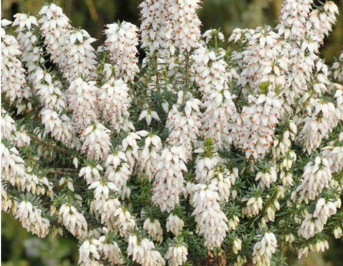 Heather lotion ´Isabell´
