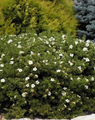 Tilford Cream
