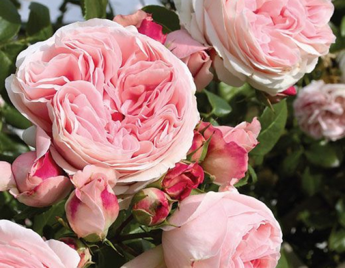 Rose ´Rosa´