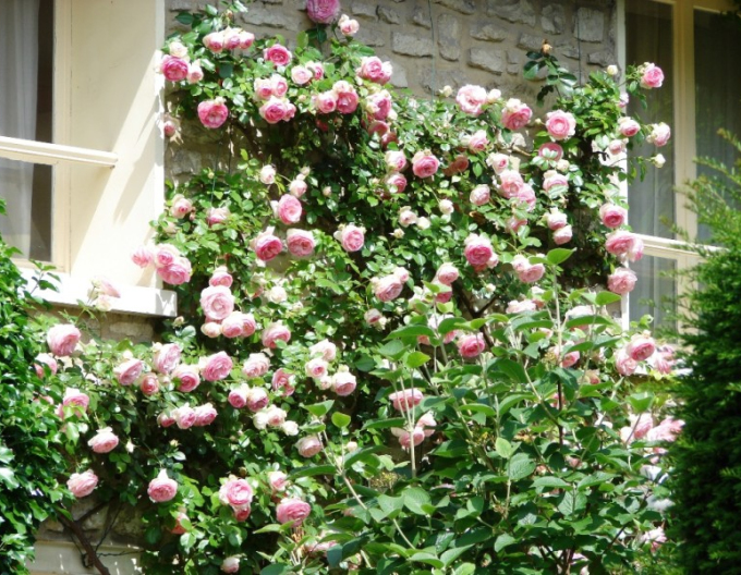 Rose ´Rosa´