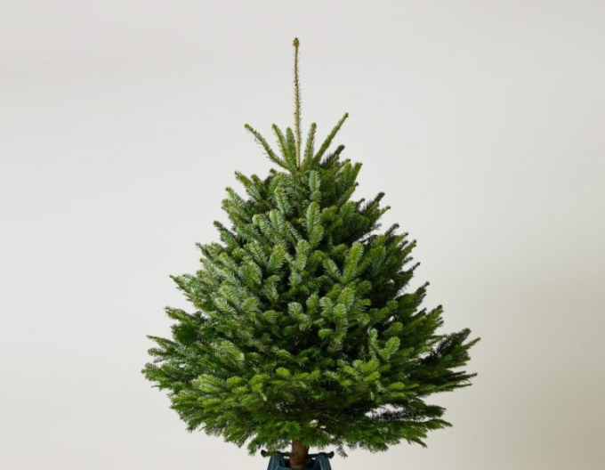 Jedle obrovská (kavkazská) REZANA 100/125 cm
