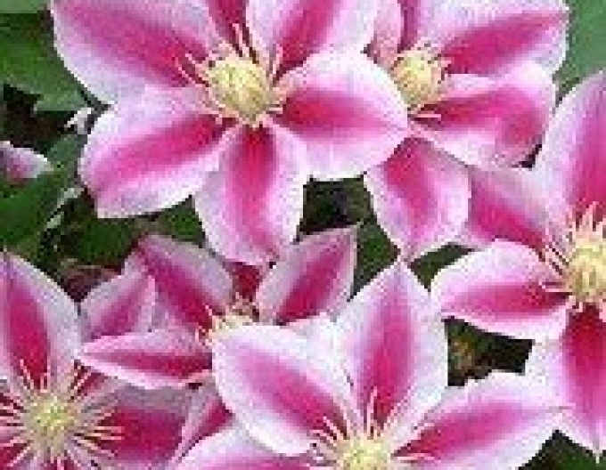 Clematis ´Angela´