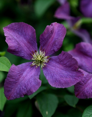 Clematis ´Etoile Violette´