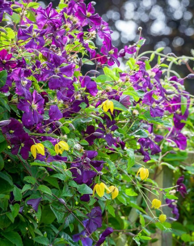 Clematis ´Etoile Violette´
